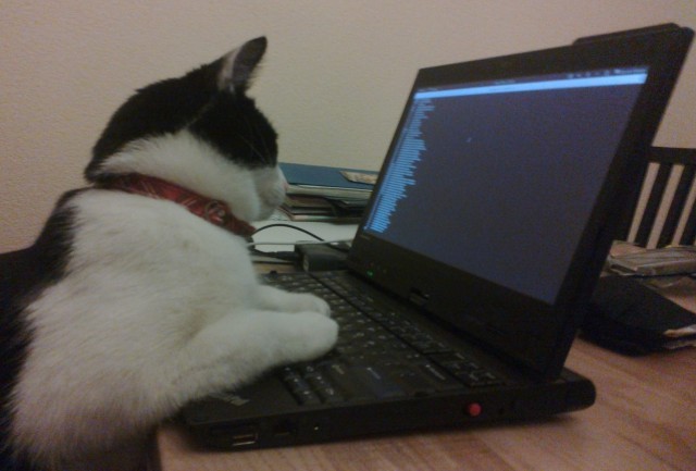 Hacker cat